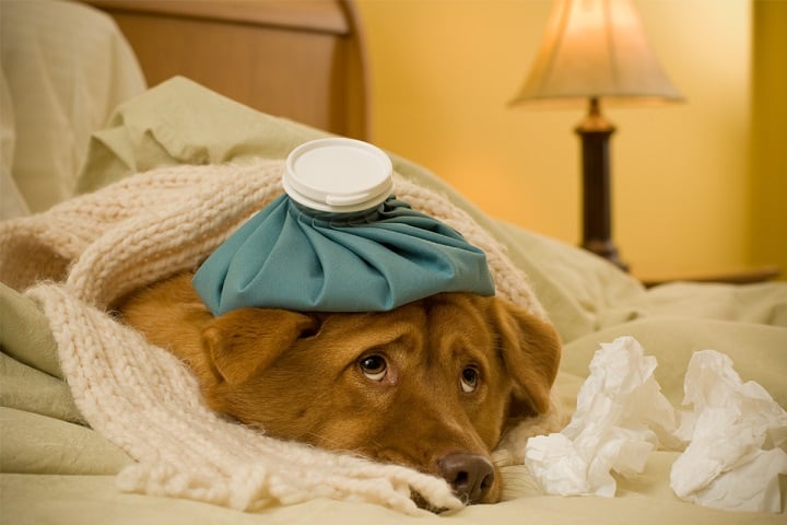 alergia